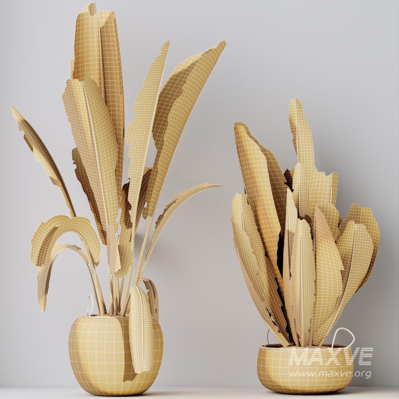 AV Indoor plants set 205 Ravenala Banana Strelitzia Nicolai Bird Of Paradise - Image 10