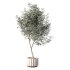 Olive Tree Indoor Plant Set.30 - Thumbnail 3