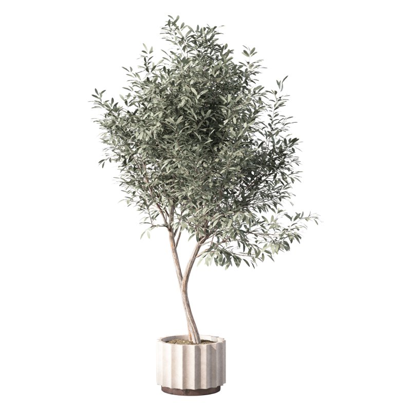 Olive Tree Indoor Plant Set.30 - Image 3