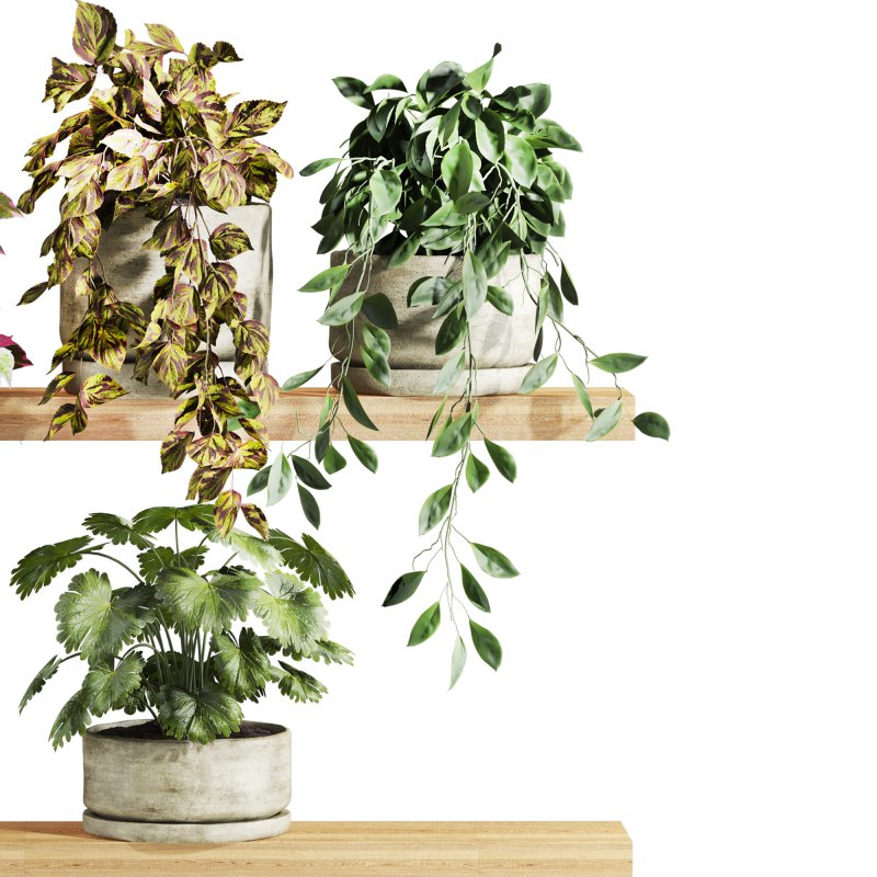 plants set on shelf - Image 2