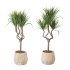 Indoor Plant Yucca set - Thumbnail 4