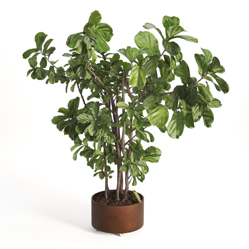 Indoor Plant Fiddle Fig - Image 3