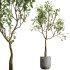 AV HousePlants Japandi Decorative Minimalism Ficus Dracaena Marginata28 - Thumbnail 2