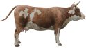 Cow - Thumbnail 1