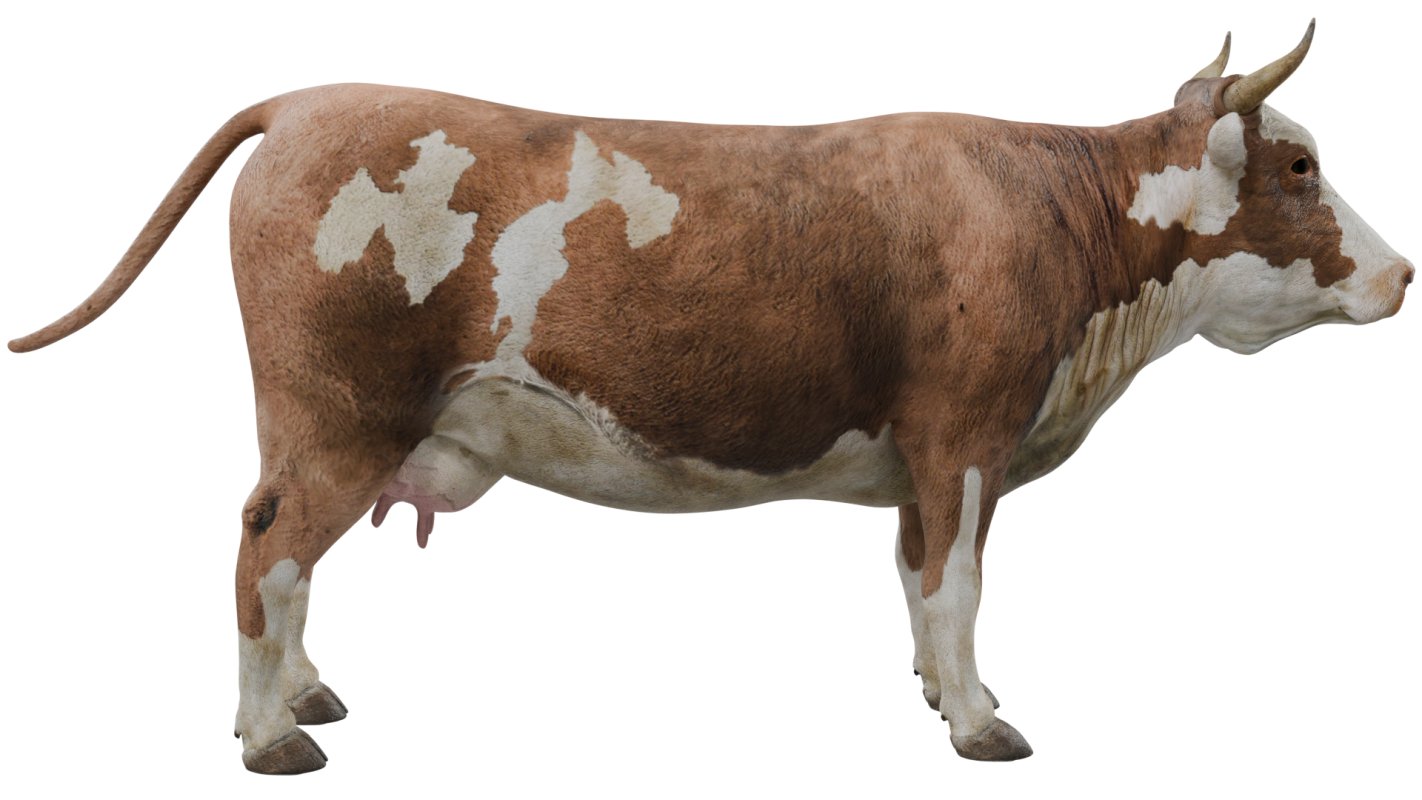Cow - Image 1