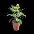 Ficus benghalensis - Thumbnail 5