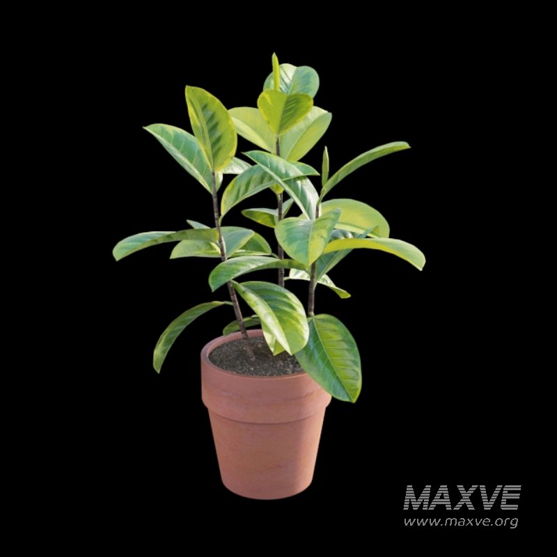 Ficus benghalensis - Image 5