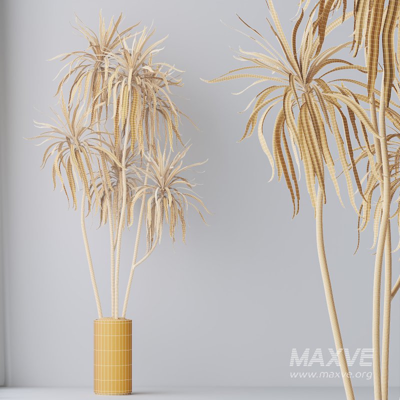 AV Indoor plants set 204 Mission Olive and Ficus Cyathistipula and Lemon Lime Cane Dragon and Banana Strelitzia Nicolai - Image 13