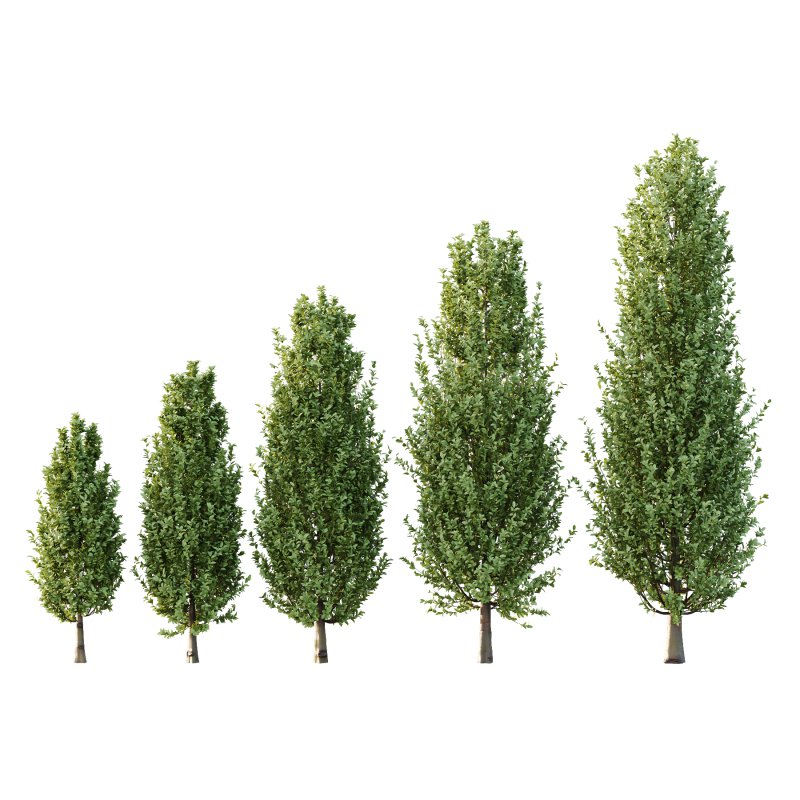 Carpinus Betulus Tree 05 - Image 1