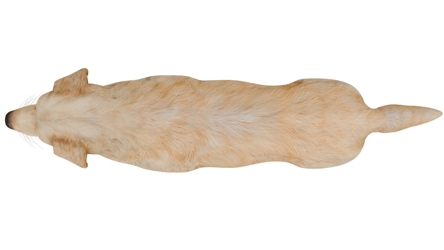 Golden Retriever - Image 8