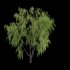 Salix babylonica – Weeping Willow 02 - Thumbnail 3
