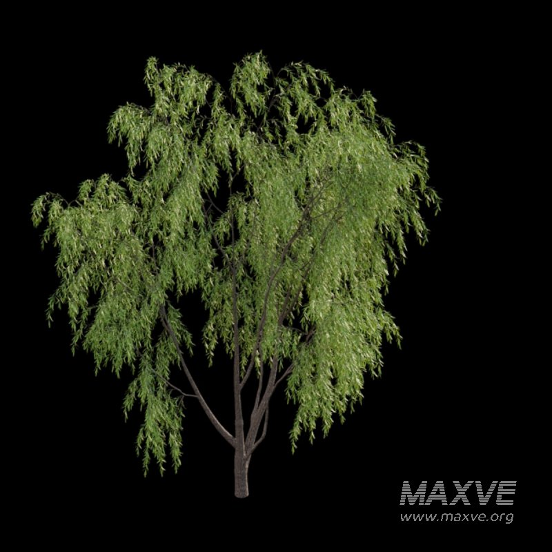Salix babylonica – Weeping Willow 02 - Image 3