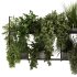 Indoorplants-Hanging plants set-92 - Thumbnail 4