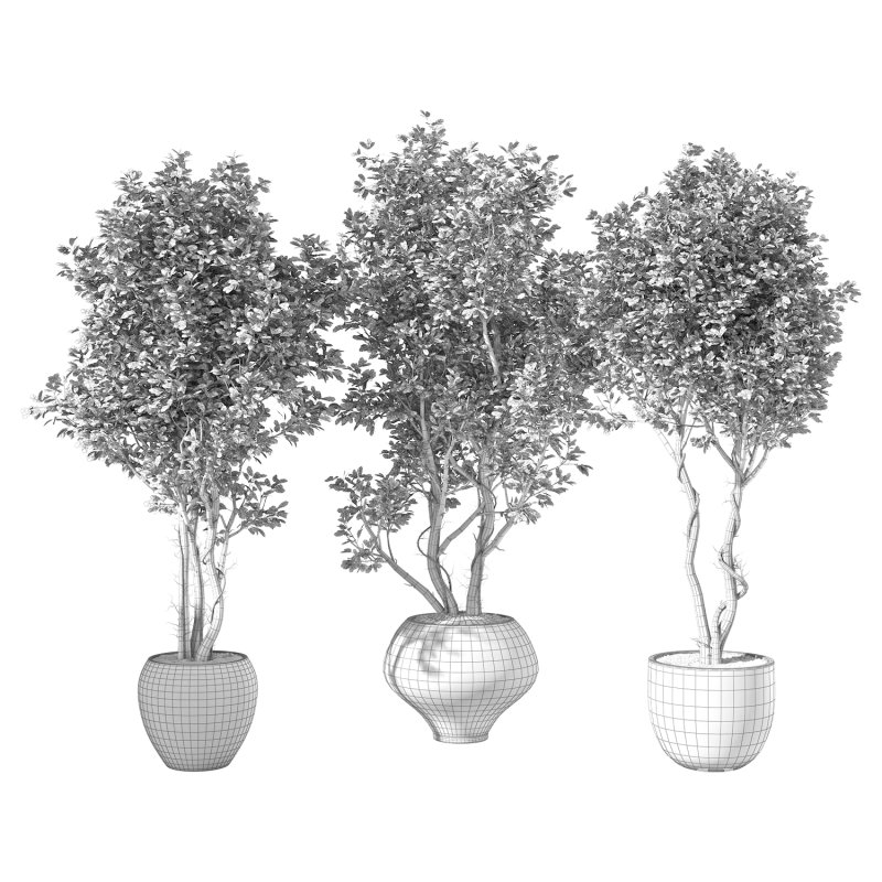 Olive Tree Indoor Plant Set.16 - Image 3