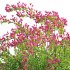 Weigela Florida 02 - Thumbnail 4