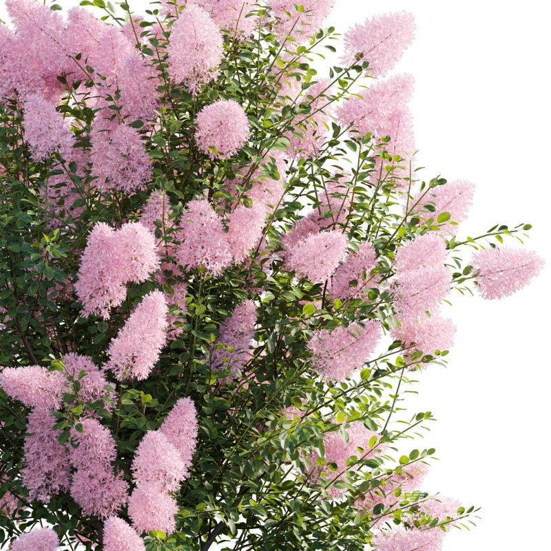 Cotinus coggygria – Smokebush 04 - Image 6