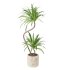 Indoor Plant Yucca set - Thumbnail 1