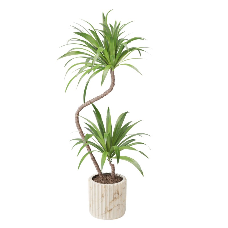 Indoor Plant Yucca set - Image 1