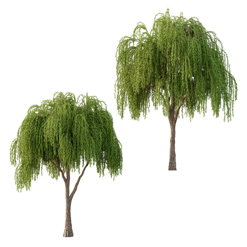 Weeping Willow Tree 04 - Image 2