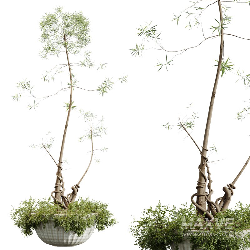 AV HousePlants Japandi Decorative Minimalism Ficus Dracaena Marginata20 - Image 3