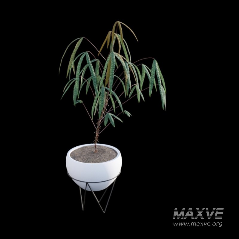 Anthurium cutucuense - Image 5