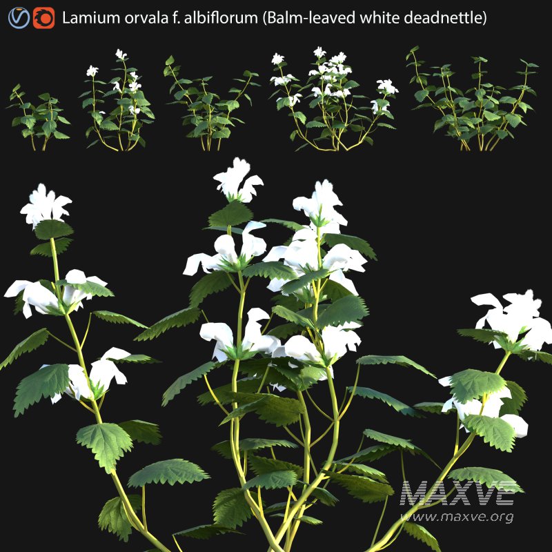 Lamium orvala – Balm-leaved white deadnettle – 01 - Image 1