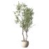 Olive Tree Indoor Plant Set.31 - Thumbnail 2