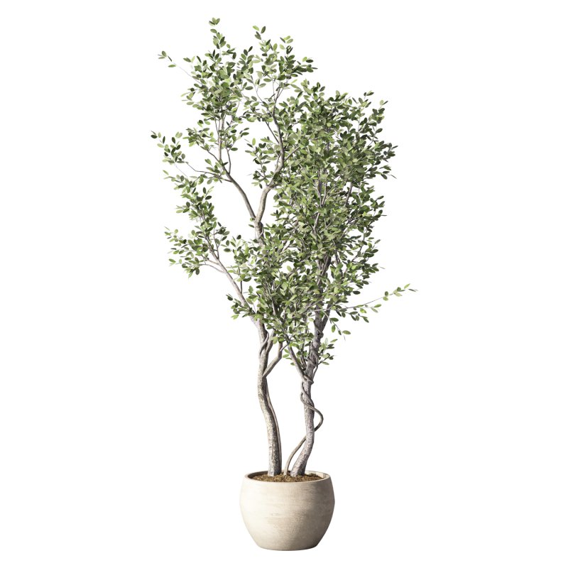 Olive Tree Indoor Plant Set.31 - Image 2