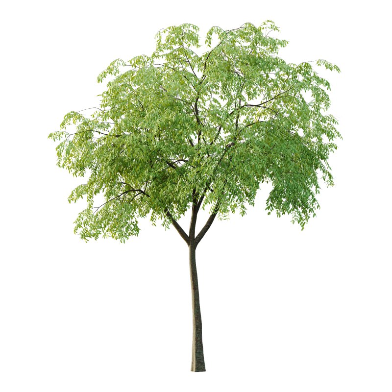 Cinnamomum burmannii Tree 02 - Image 2