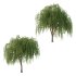 Weeping Willow Tree 01 - Thumbnail 1