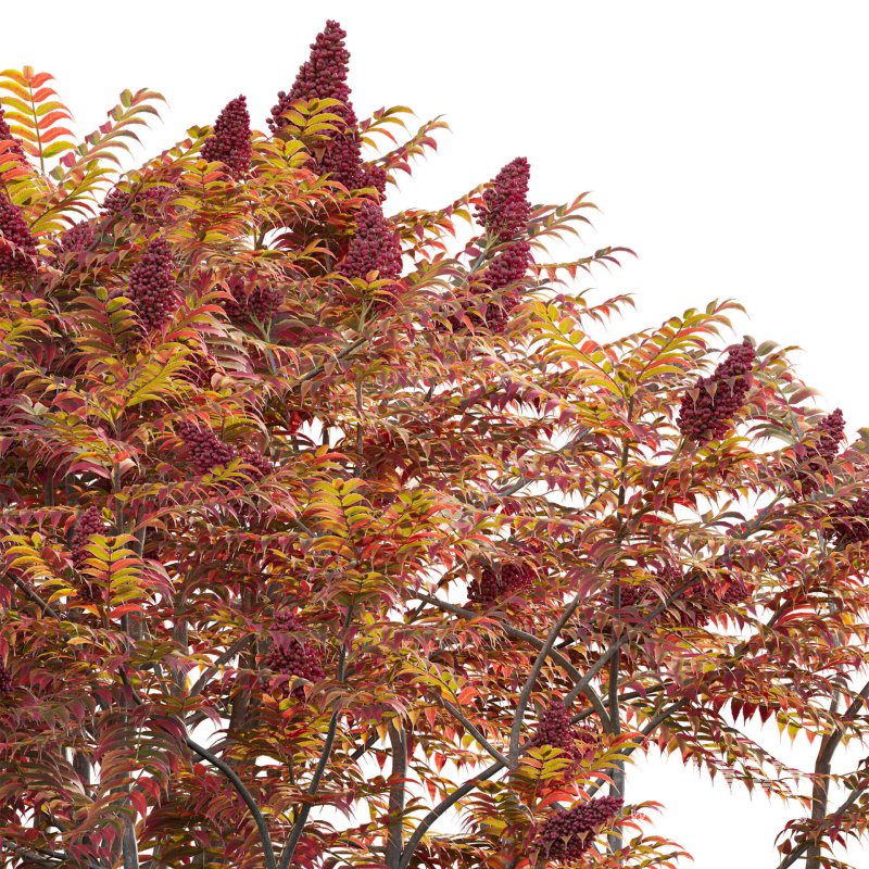 Rhus typhina – Staghorn Sumac 04 - Image 3