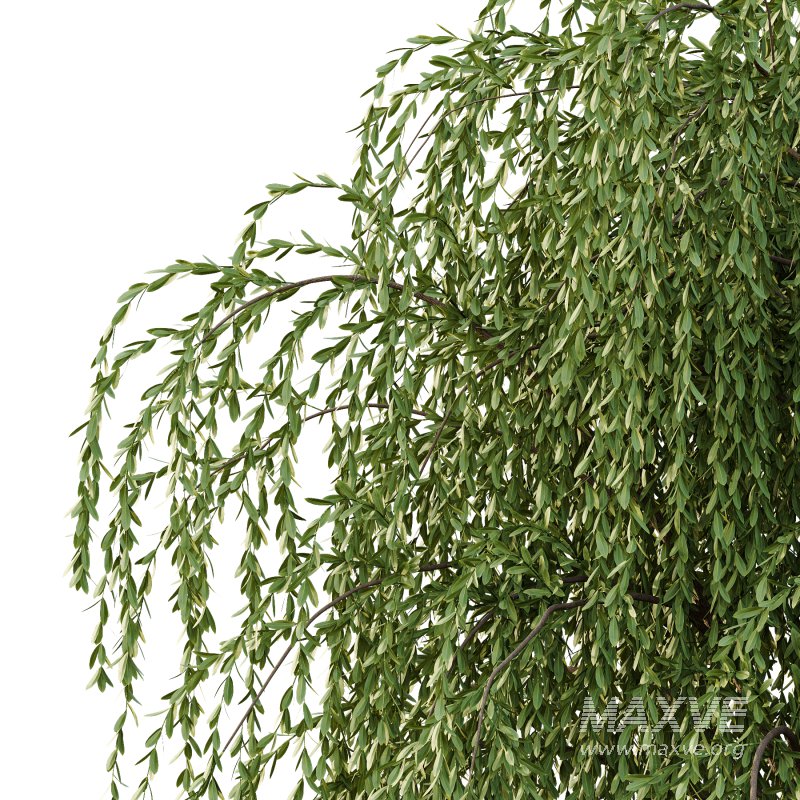 Weeping Willow Tree 01 - Image 5