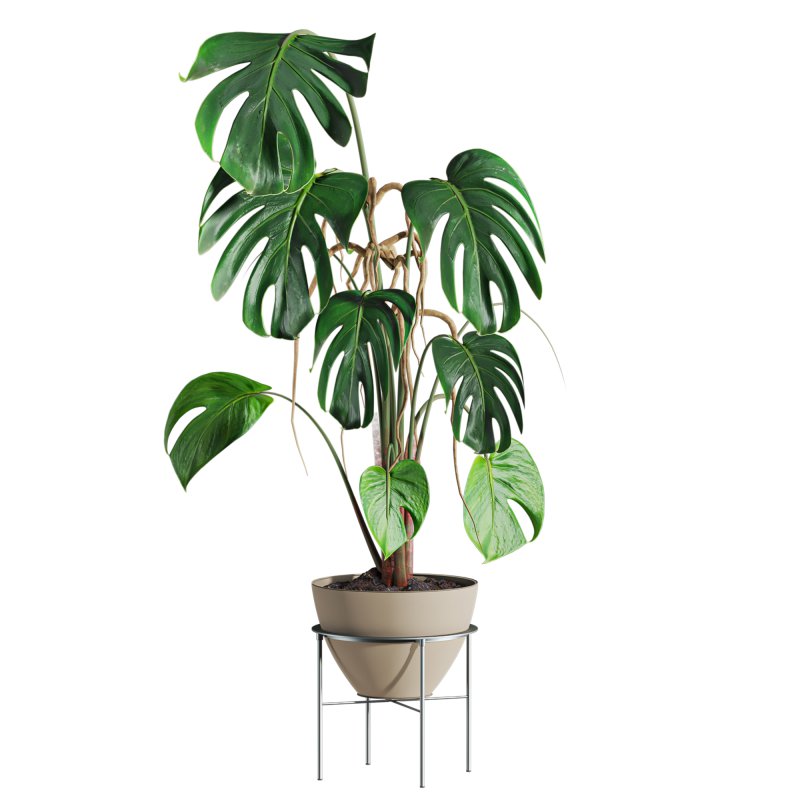monstera plant - Image 2