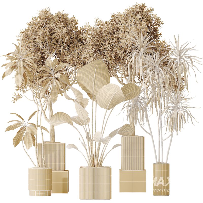 AV Indoor plants set 204 Mission Olive and Ficus Cyathistipula and Lemon Lime Cane Dragon and Banana Strelitzia Nicolai - Image 14