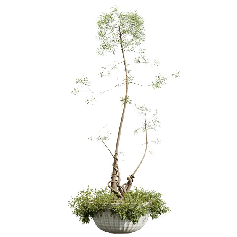 AV HousePlants Japandi Decorative Minimalism Ficus Dracaena Marginata20 - Image 1