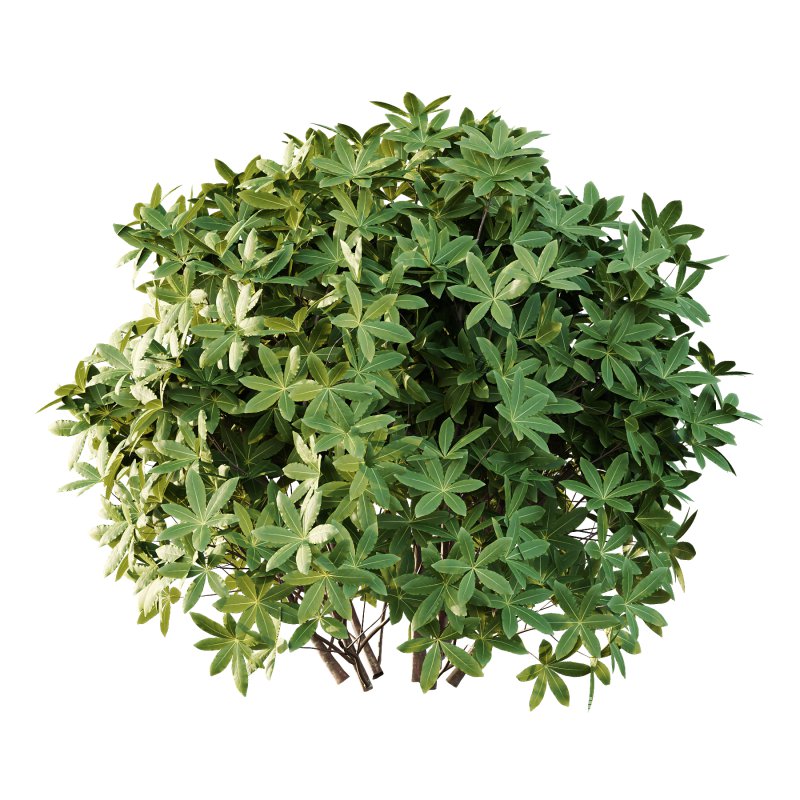 s: Oriental paperbush, mitsumata) is a plant in the family Thymelaeaceae. - Image 5