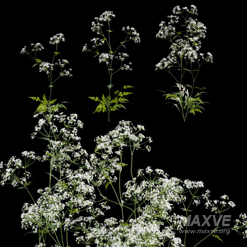 Anthriscus sylvestris – Cow parsley -01 - Image 1