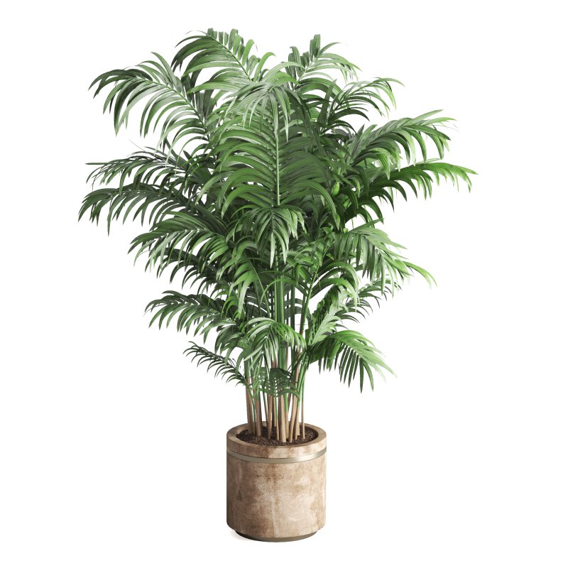 Indoor Plant Olive Palm Fiddle Leaf - Image 5