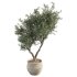 Olive Tree Indoor Plant Set.11 - Thumbnail 2