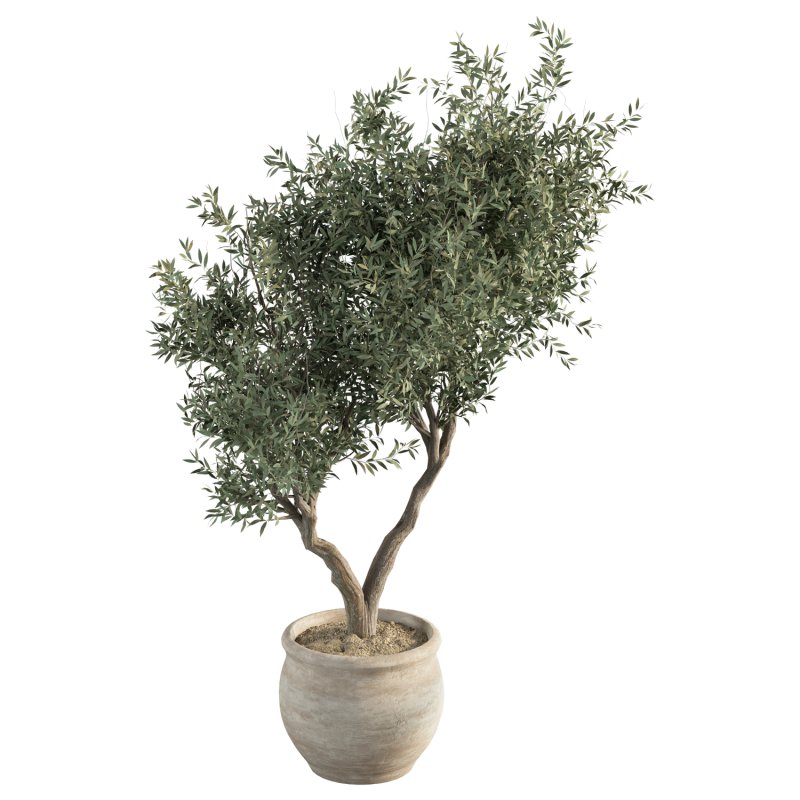 Olive Tree Indoor Plant Set.11 - Image 2
