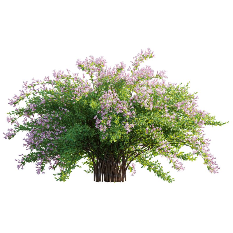 Weigela Florida 01 - Image 4