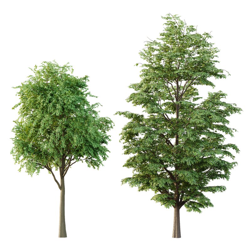 fraxinus excelsior tree 002 - Image 2