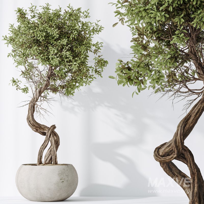 AV Indoor plants set 197 Ficus Bonsai Ginseng and Lemon Lime Cane Dragon and ParadiseBird and Areca Palm - Image 4