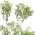 Salix babylonica – Weeping Willow 02 - Thumbnail 1