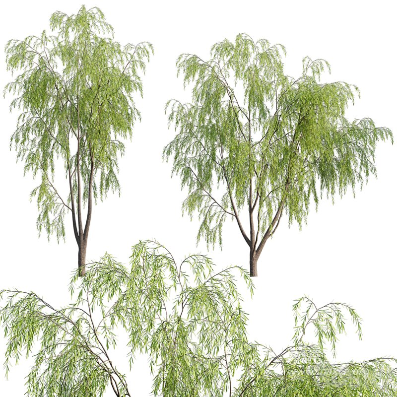 Salix babylonica – Weeping Willow 02 - Image 1