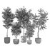 Olive Tree Indoor Plant Set.12 - Thumbnail 4