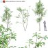 Alnus glutinosa – Common alder -01 - Thumbnail 1