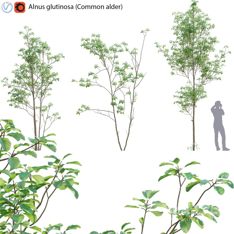 Alnus glutinosa – Common alder -01 - Image 1
