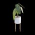 Anthurium Veitchii - Thumbnail 4