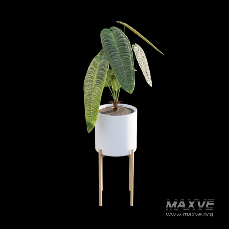 Anthurium Veitchii - Image 4